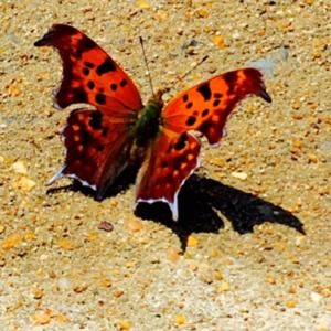 Meet your Posher, Ellen